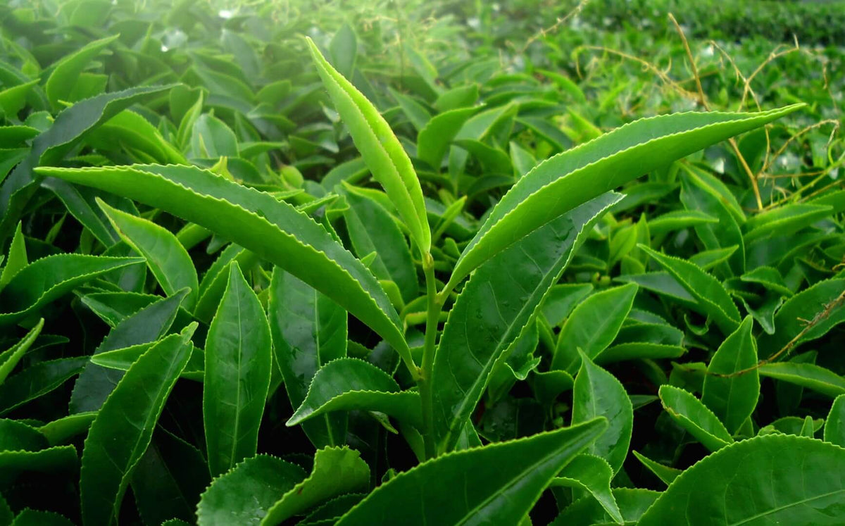 Sencha, Tencha, Matcha Tea Processing Machinery