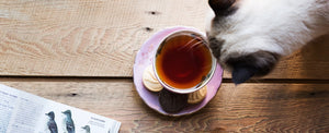 Herbal Tea with Cat