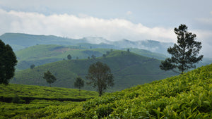 Hilly Tea Plantation