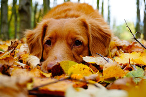 Puppy in Fall Leaves