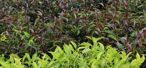 Purple Tea Bushes in Kenya - Matcha Alternatives