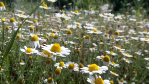 Chamomile